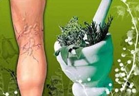 βότανα για τη θεραπεία των κιρσών